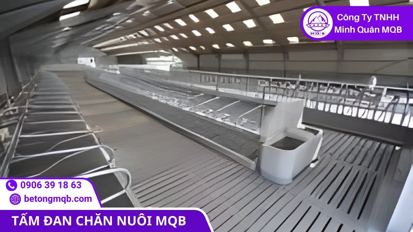 So sánh sàn chuồng trại bê tông đúc sẵn và sàn đổ tại chỗ