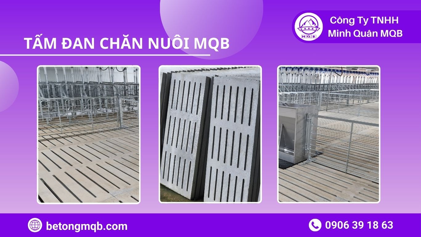 Tấm đan chăn nuôi bê tông MQB