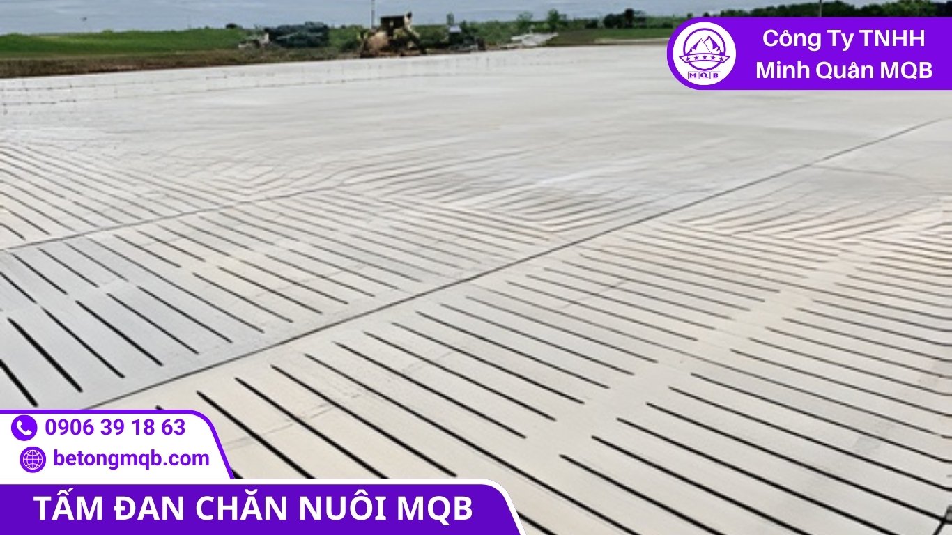 Nền chuồng trại xuống cấp do thoát thải kém và ẩm kéo dài
